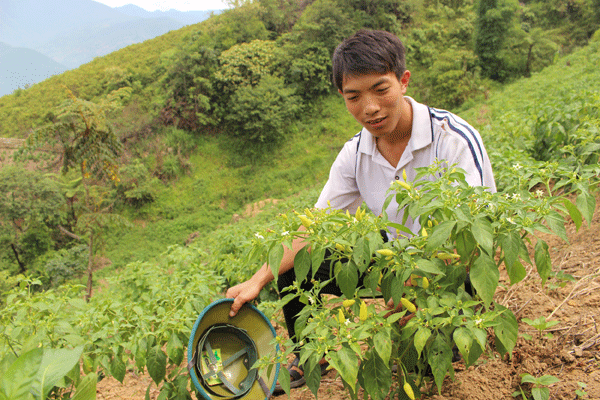 Cây ớt phát triển tốt tại xã Bản Phùng.