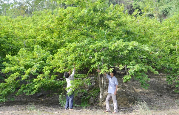Một vườn na được cải tạo thành công tại xã Phong Niên.