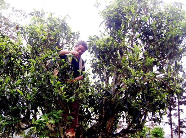 Ngược vùng chè Shan tuyết cổ thụ ảnh 1 Ngược vùng chè Shan tuyết cổ thụ ảnh 1