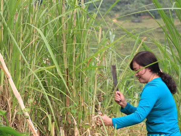 Người dân Bắc Hà thu hoạch cỏ làm thức ăn cho gia súc.
