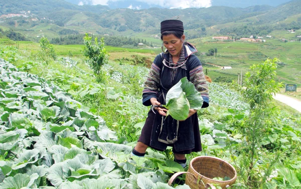 Nông dân Sa Pa thu hoạch rau vụ đông. Ảnh: Mai Hương