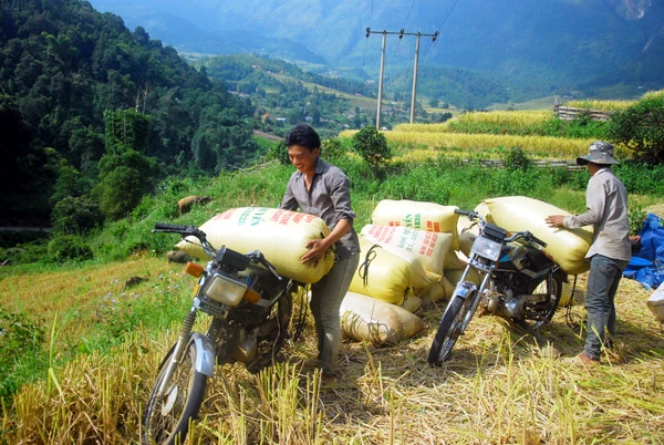 Cánh đồng lúa chín vàng ở Dền Sáng. Người dân Dền Sáng tranh thủ thời tiết thuận lợi thu hoạch lúa. Một vụ mùa bội thu với nông dân nơi đây. Những bao thóc căng đầy được vận chuyển về nhà. Phơi thóc. Chở rơm về làm thức ăn cho gia súc.