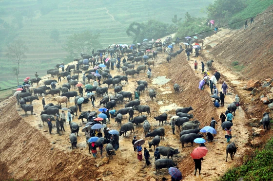 Khu bán gia súc tại chợ phiên Cán Cấu. Khu bán gia súc tại chợ phiên Cán Cấu.