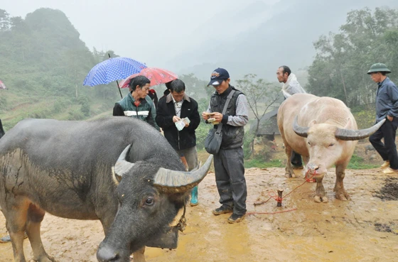 Chọn mua được chú trâu ưng ý. Chọn mua được chú trâu ưng ý.