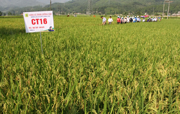 Sơ kết mô hình trình diễn giống lúa lai CT16 và TH 3-7 ảnh 2 Sơ kết mô hình trình diễn giống lúa lai CT16 và TH 3-7 ảnh 2