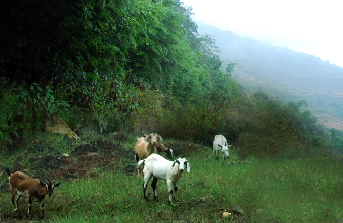 Nuôi dê mang lại thu nhập cao cho người dân ở thôn Sàng Ma Sáo.