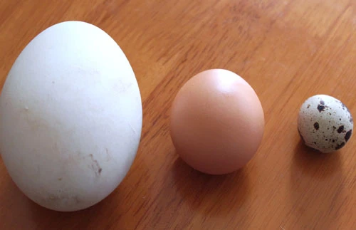 So với trứng gà, trứng ngỗng có tỷ lệ protein thấp hơn nhưng lại có lượng lipid cao hơn. So với trứng gà, trứng ngỗng có tỷ lệ protein thấp hơn nhưng lại có lượng lipid cao hơn.