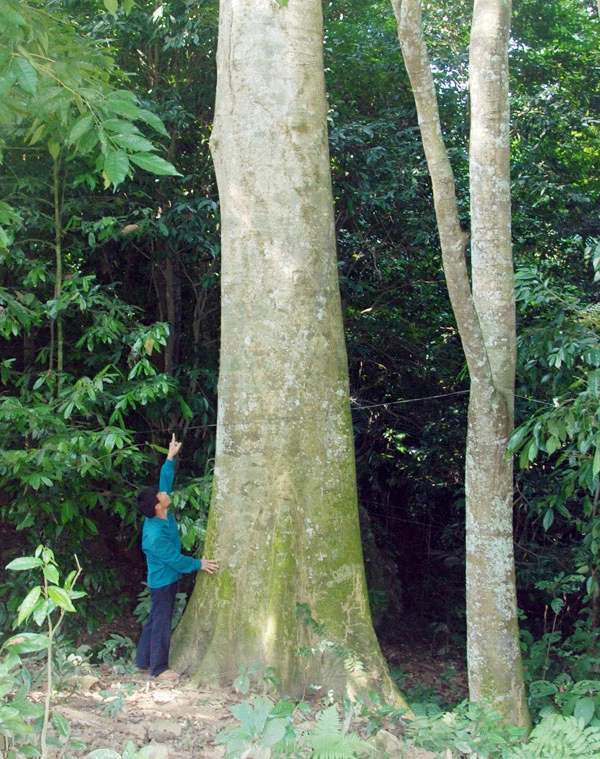 Những cây gỗ quý có đường kính hàng mét ở rừng cấm thôn Cốc Cáng.