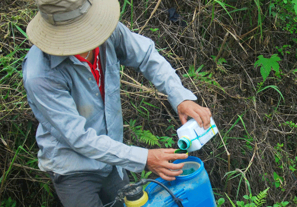 Pha thuốc diệt cỏ ngay đầu nguồn nước.