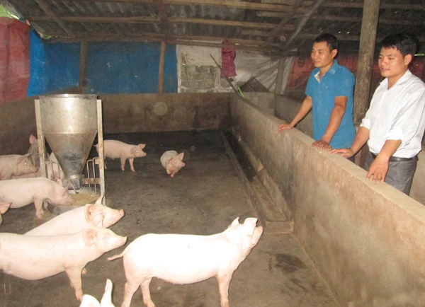 Mô hình chăn nuôi của anh Lê Văn Hải, thôn Cầu Nhò, xã Trì Quang.