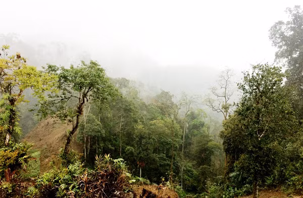 Những cánh rừng già nguyên sinh ở Lao Chải. Đường đến Lao Chải.