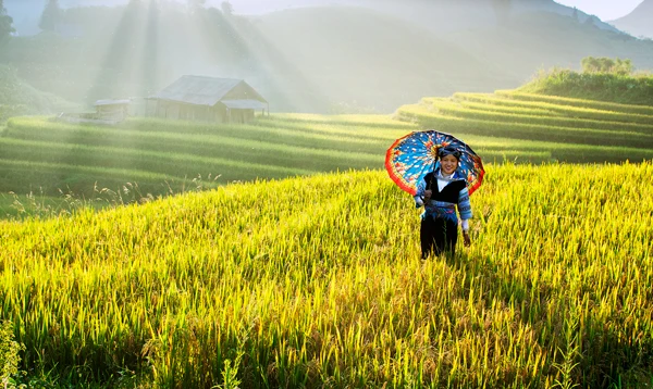 Ngắm ruộng bậc thang mùa lúa chín ở Lào Cai ảnh 4