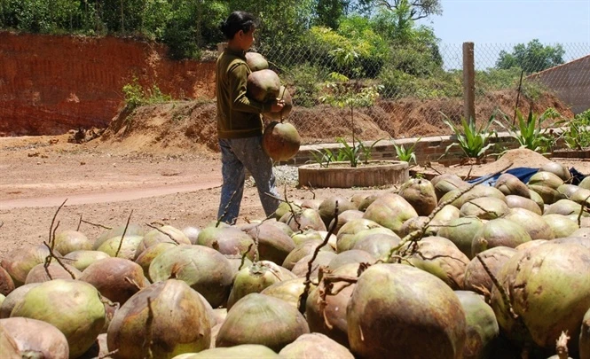Nhiều hiểm nguy luôn rình rập nghề mưu sinh trên đọt dừa ảnh 3