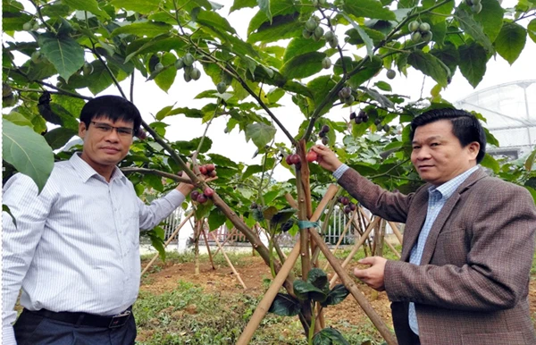 Cây cà chua thân gỗ trồng tại Bắc Hà đã cho lứa quả đầu tiên.