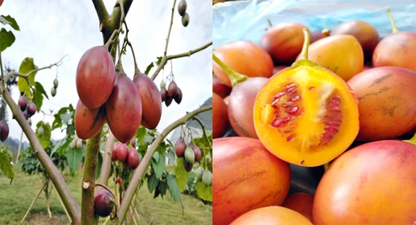 Quả chín có hương vị thơm, chua ngọt và thanh mát.