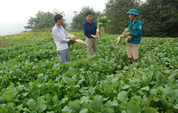 Rau trái vụ sinh trưởng, phát triển tốt tại các xã vùng cao Bát Xát.