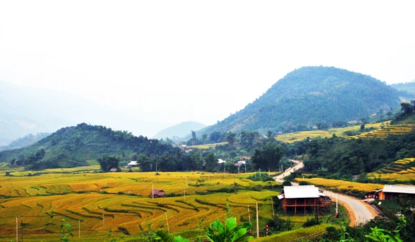 Ngắm ruộng bậc thang mùa lúa chín ở Lào Cai ảnh 11