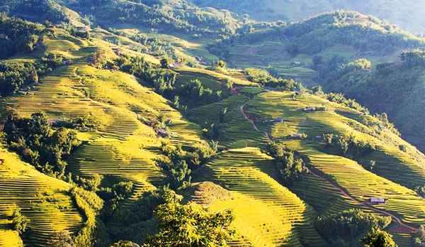 Ngắm ruộng bậc thang mùa lúa chín ở Lào Cai ảnh 5