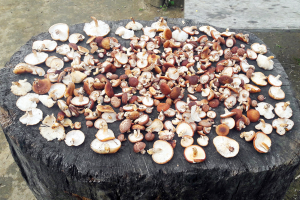 Nấm tươi sau khi hái được phơi khô để bảo quản lâu hơn.