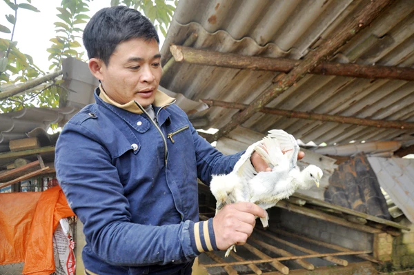Anh Quân cố gắng bảo tồn giống gà đen thuần chủng vùng cao Bắc Hà.