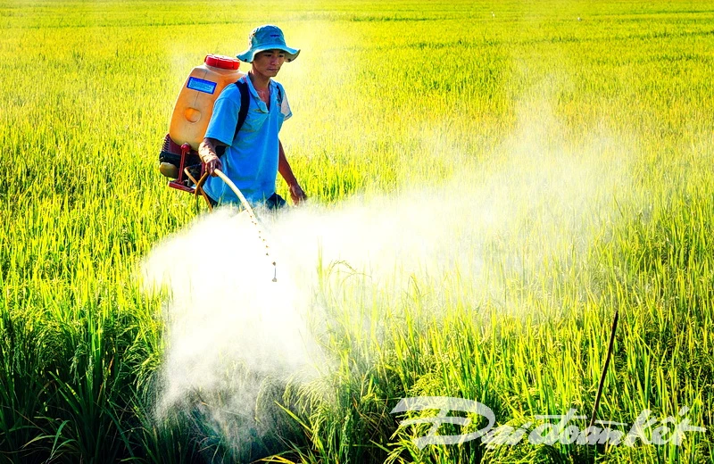 Nhiều người dân còn phun thuốc quá liều ảnh hưởng đến nguồn nước.