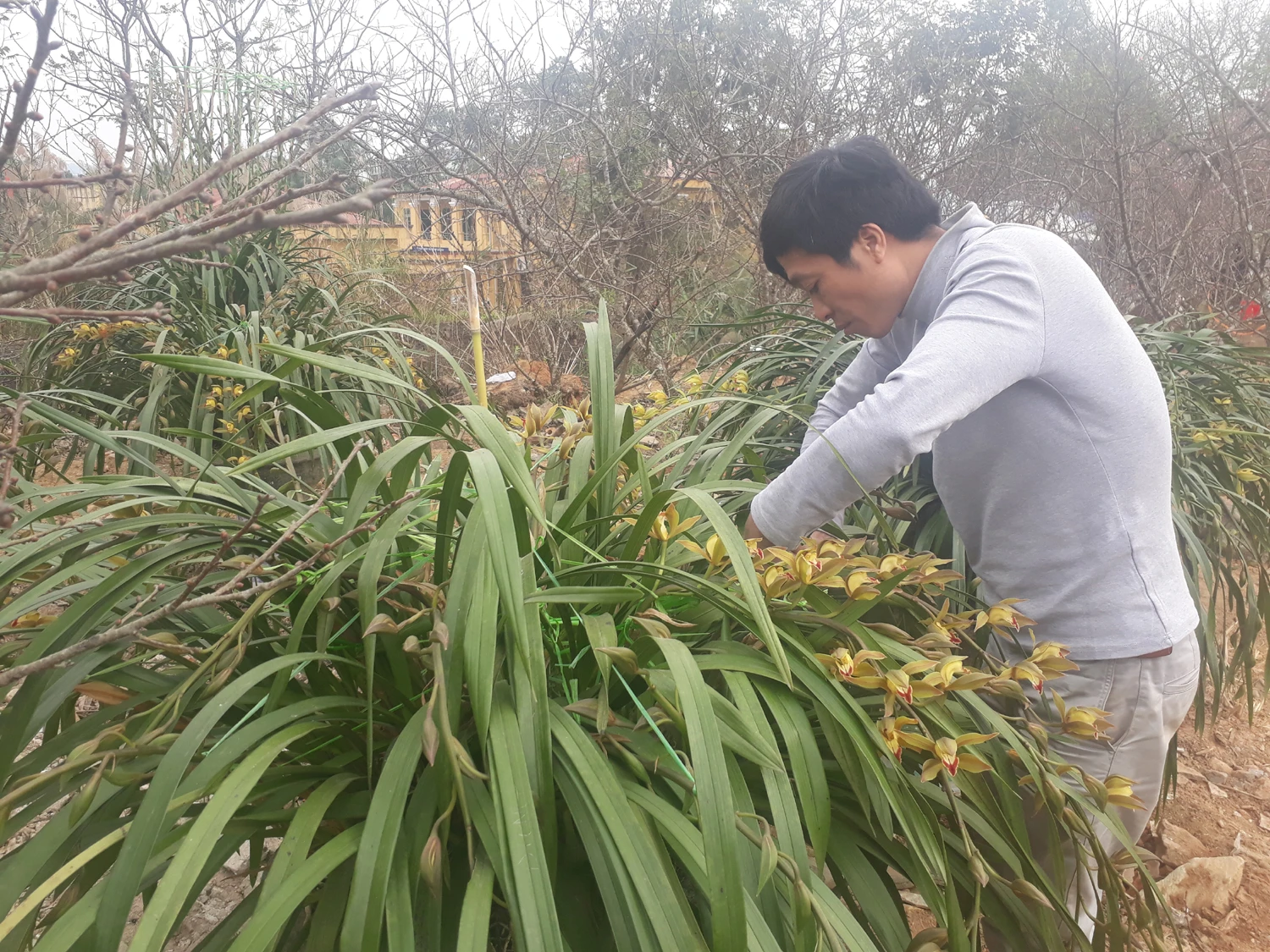 Anh Chinh tạo thế cho chậu địa lan. Anh Chinh tạo thế cho chậu địa lan.