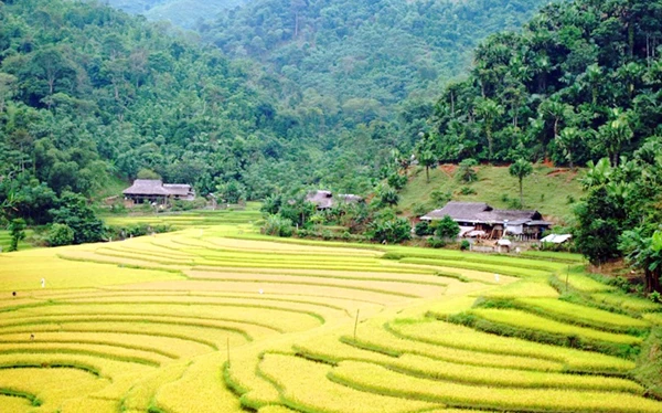Ngắm ruộng bậc thang mùa lúa chín ở Lào Cai ảnh 9