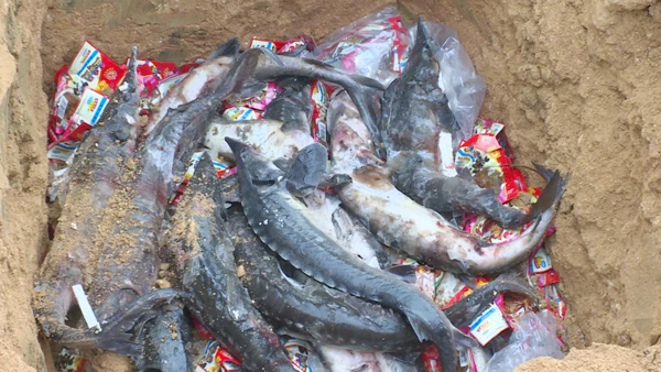 Tiêu hủy toàn bộ số hàng nhập lậu.