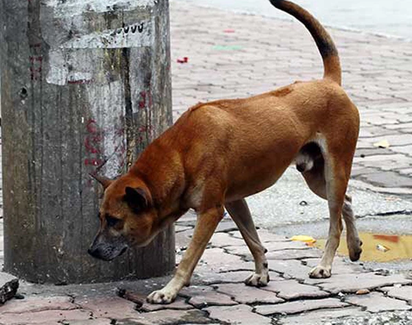 Người dân cần đề phòng chó dại cắn. Ảnh minh họa.