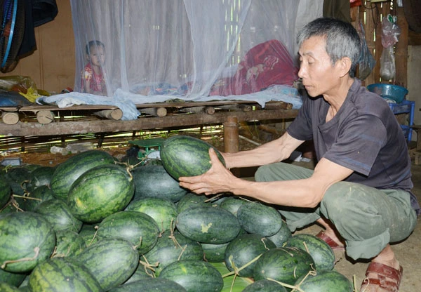 Dưa hấu thu hoạch chất đầy nhà ông Hoàng Xuân Lộc do tiêu thụ chậm.
