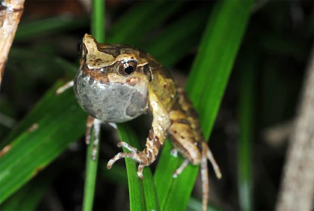 Loài ếch sừng fansipan.