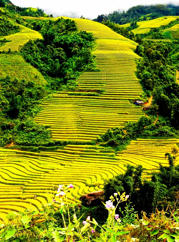 Ngắm ruộng bậc thang mùa lúa chín ở Lào Cai ảnh 2