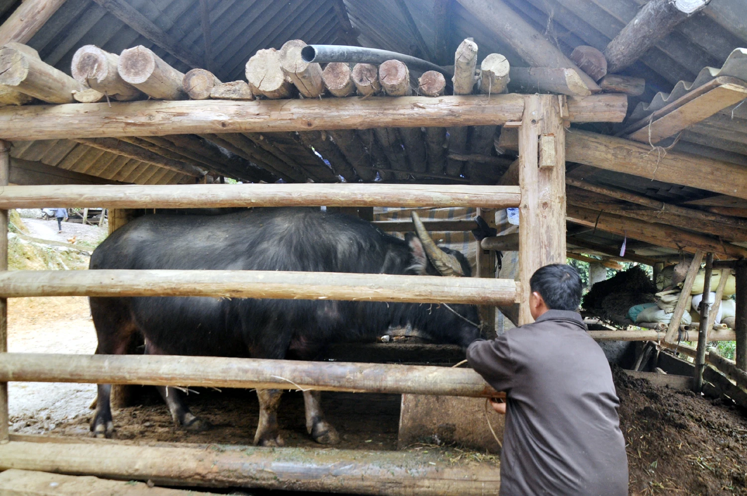 Nông dân vùng cao tích trữ rơm cho trâu, bò ảnh 11