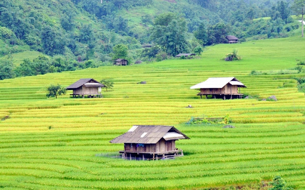 Ruộng bậc thang ở Dần Thàng dần ngả sang màu vàng. Bãi đá được tô điểm bởi màu vàng óng. Lúa chín tràn hai bên đường đi. Người dân đi thăm đồng chuẩn bị cho mùa thu hoạch. Màu vàng của lúa, màu xanh của rừng và màu thâm u của những ngôi nhà tạo nên bức tranh thanh bình miền sơn cước. Thung lũng Nậm Cần – Nậm Hò với những mảng màu ấn tượng.