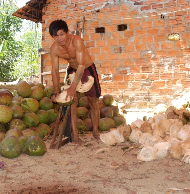 Kỹ thuật bóc vỏ quả dừa.