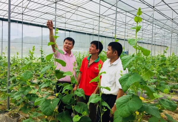 HTX Song Kim, xã Quang Kim (Bát Xát) với mô hình trồng dưa.