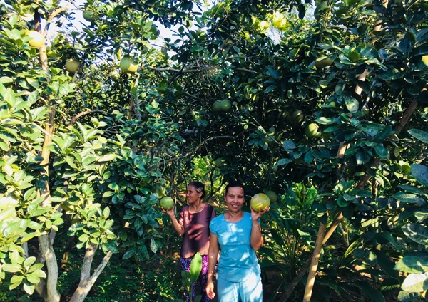 HTX bưởi Múc, xã Thái Niên (Bảo Thắng) gây dựng thành công từ giống bưởi đặc sản của địa phương.