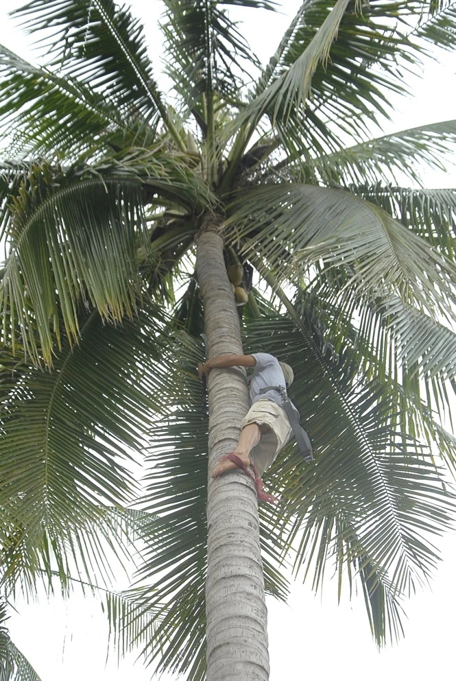 Anh Tưởng thoăn thoắt leo lên ây dừa gọn gàng như người đi bộ trên mặt đất.