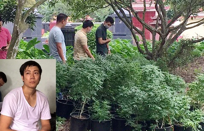 Đối tượng Đỗ Xuân Hiếu và 859 cây cần sa do Hiếu trồng. Đối tượng Đỗ Xuân Hiếu và 859 cây cần sa do Hiếu trồng.