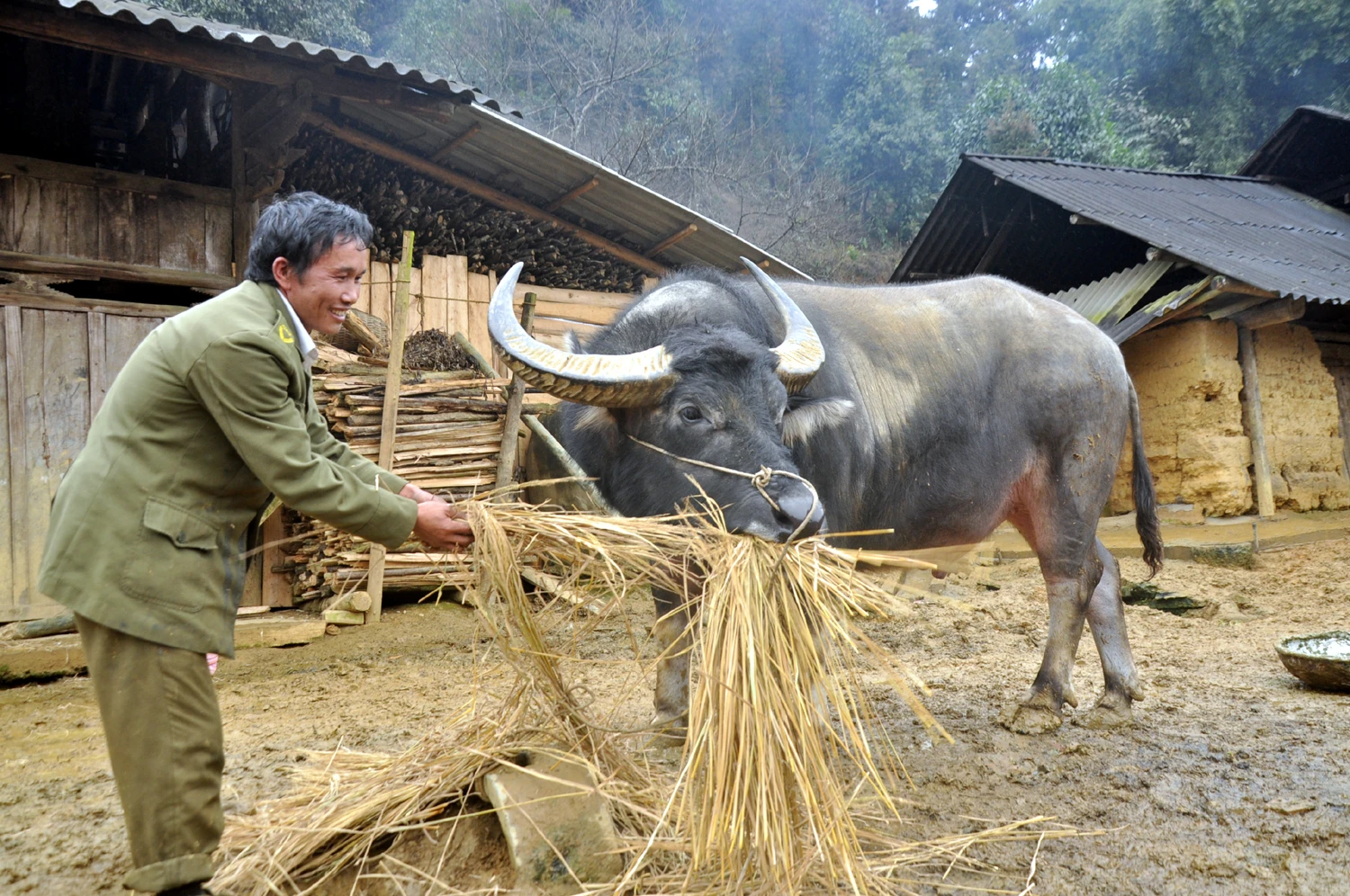 Nông dân vùng cao tích trữ rơm cho trâu, bò ảnh 7