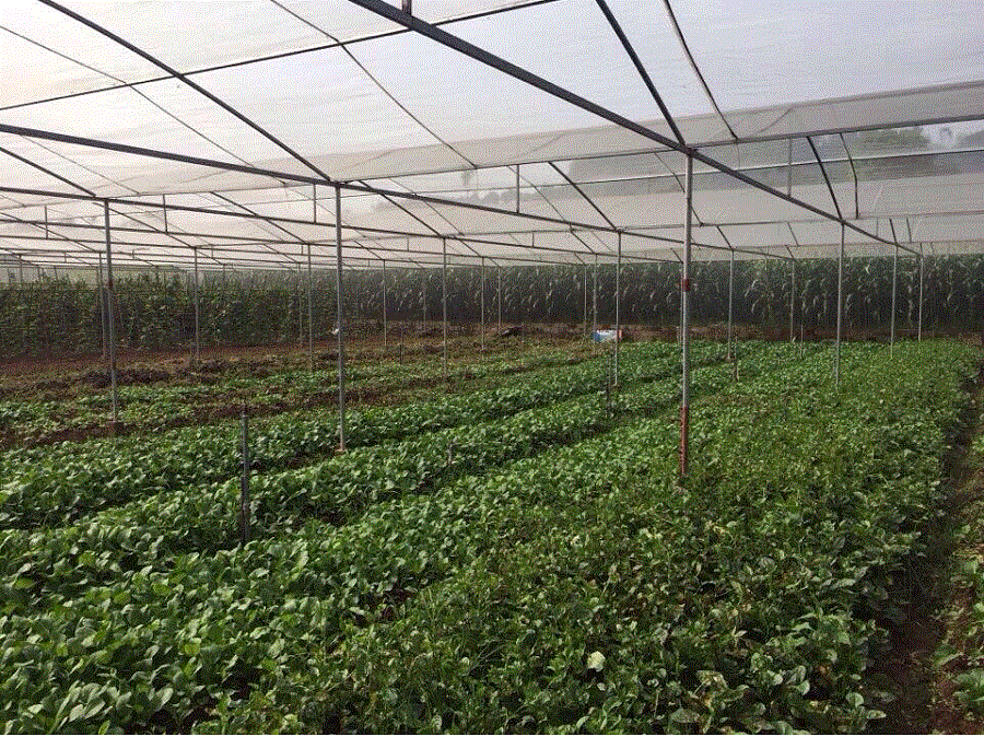 Nhà lưới trồng rau chất lượng cao tại phường Nam Cường. Nhà lưới trồng rau chất lượng cao tại phường Nam Cường.