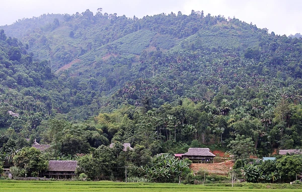 Những nếp nhà sàn truyền thống lợp mái cọ tạo vẻ đẹp cho vùng quê Nghĩa Đô.