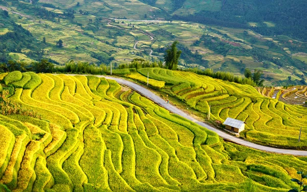 "Sóng vàng” Y Tý. Ảnh: Ngọc Bằng