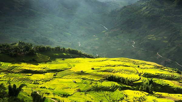 Ngắm ruộng bậc thang mùa lúa chín ở Lào Cai ảnh 7