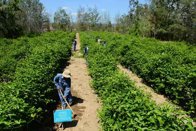 Lạc tiên tây đã trồng thành công ở Việt Nam và là thảo dược chữa mất ngủ rất tốt. Lạc tiên tây đã trồng thành công ở Việt Nam và là thảo dược chữa mất ngủ rất tốt.