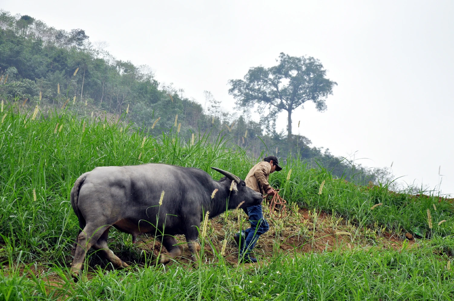 Nông dân vùng cao tích trữ rơm cho trâu, bò ảnh 9