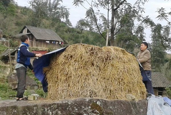 Nông dân vùng cao tích trữ rơm cho trâu, bò ảnh 6