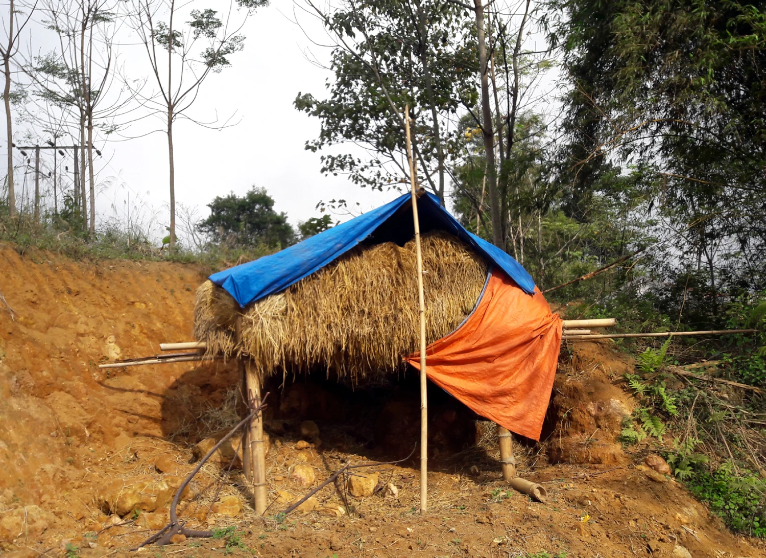 Nông dân vùng cao tích trữ rơm cho trâu, bò ảnh 5