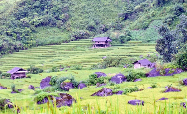 Ngất ngây vẻ đẹp ruộng bậc thang Dần Thàng ảnh 2