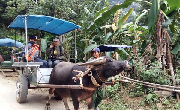 Du khách nước ngoài thích thú với tour du lịch bằng xe trâu.